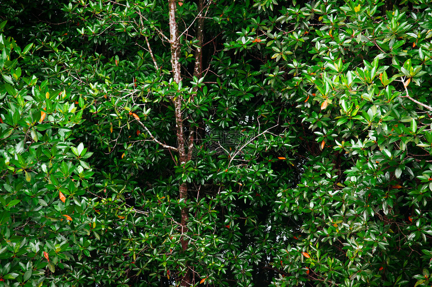 泰河热带红树林沼泽中长青绿的自然景观图片