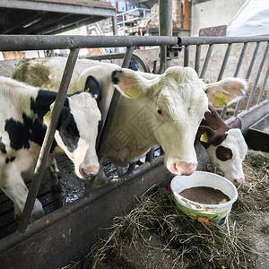 黑小牛和白在荷兰河内杜奇农场的谷仓里图片