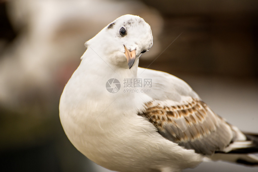 黑头鸥特写黑头鸥特写图片