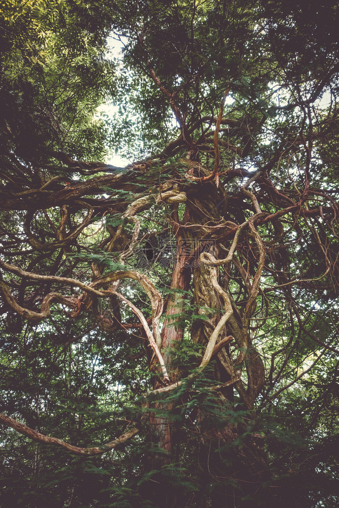 JapnNiko植物园的幻想树图片