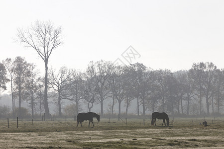 清晨雾中的两匹马月雾中的两匹马背景图片