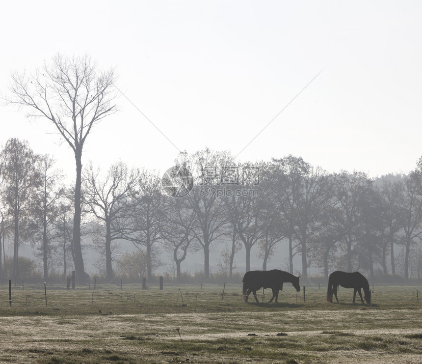 清晨雾中的两匹马月雾中的两匹马图片