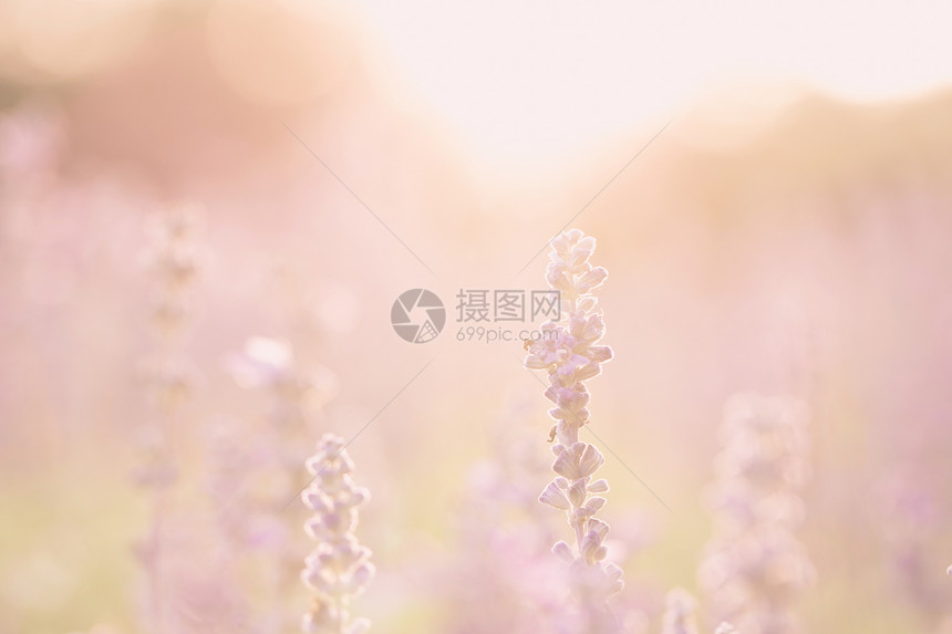 日落背景的紫色花朵图片
