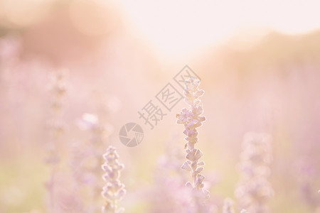 日落背景的紫色花朵图片