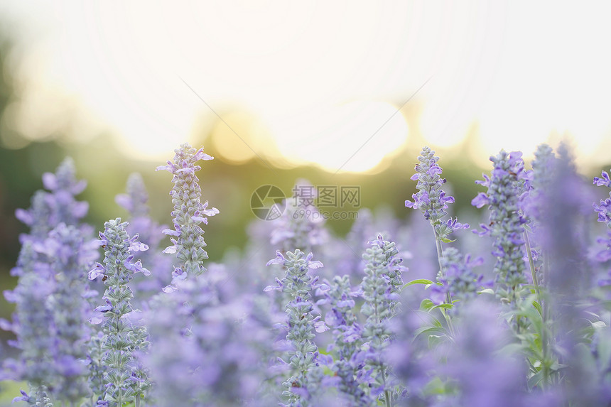 日落时的紫花朵图片