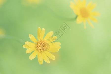 盛开的小黄星花背景图片