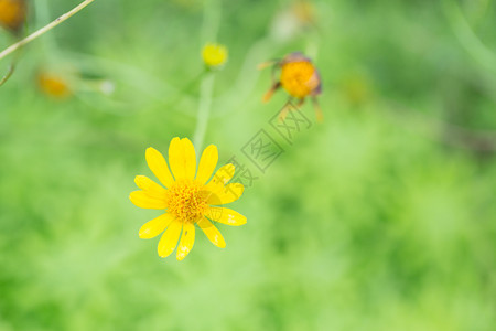 美丽的小黄星花图片