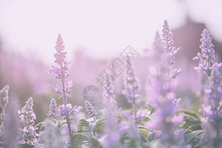 美丽的紫的花朵图片