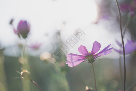 美丽的紫的花朵背景图片