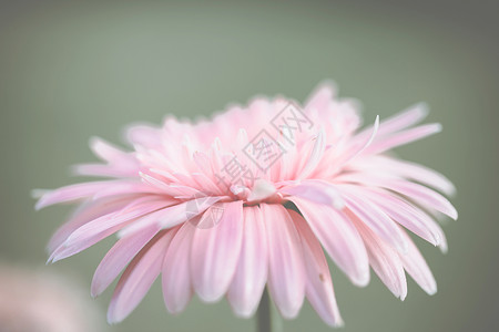 粉红色的梅花图片