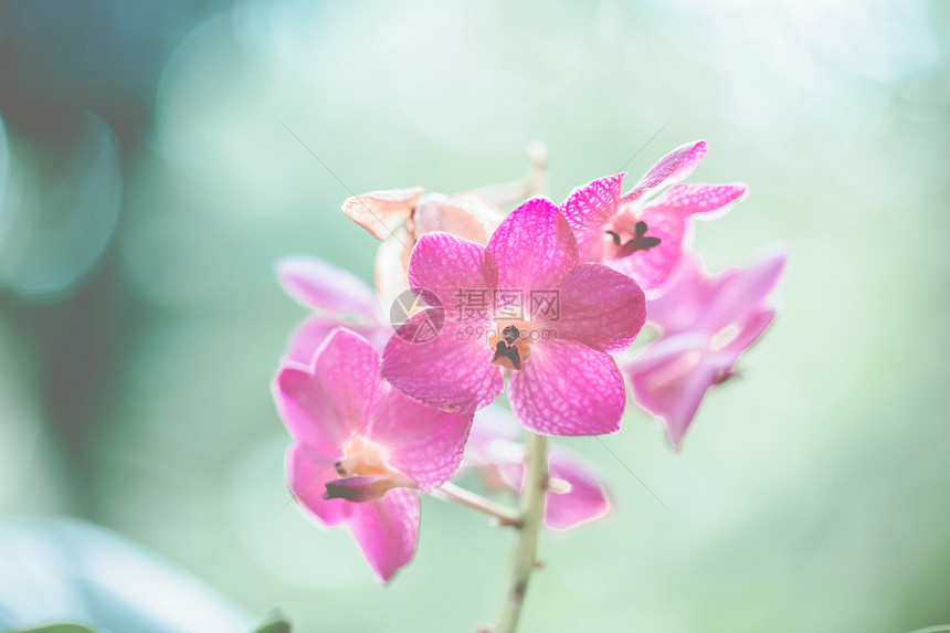 春花粉红图片