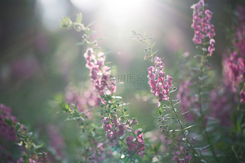 春花粉红图片