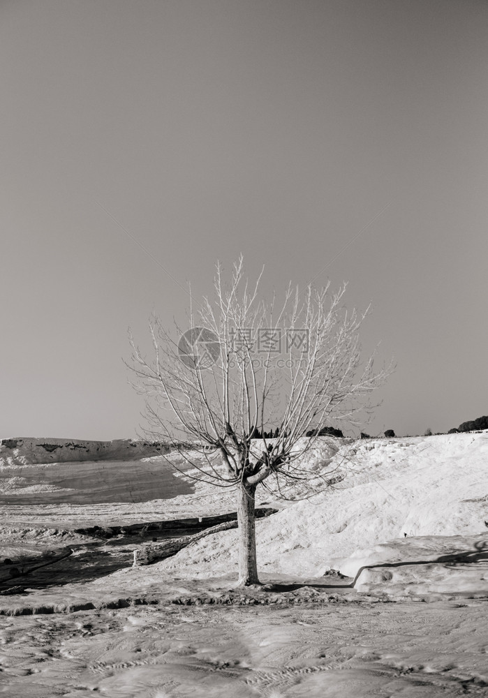 极美的死树和碳酸钙石灰的梯田图片