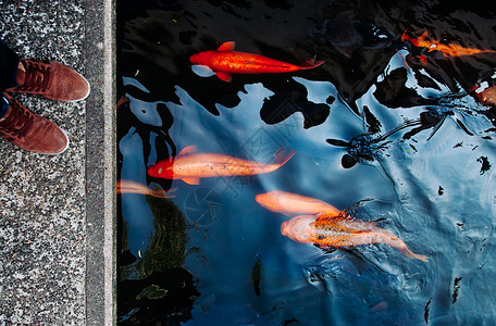 古川五颜六色的锦鲤鱼儿在池塘里游动鱼儿在水面下游动背景