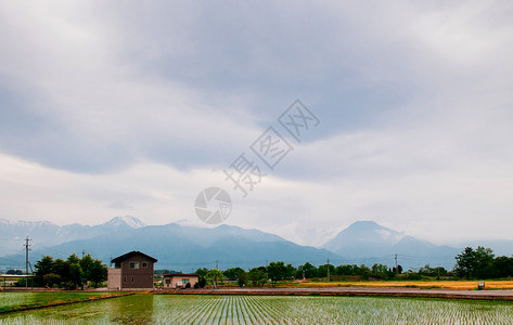 在热卡镇绿稻田的农庄中高清图片