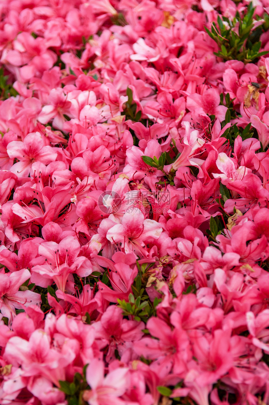 粉红色rhodenro或春花丛的粉红色rhodenr或azle花nagoyJpn图片
