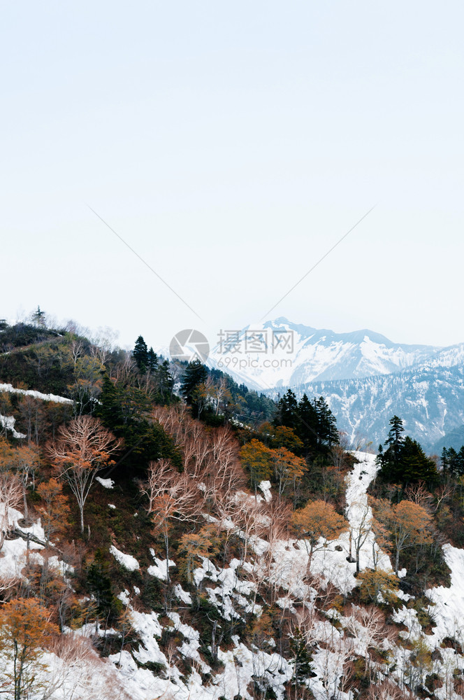 Tateymkurobe高山上的雪和树图片