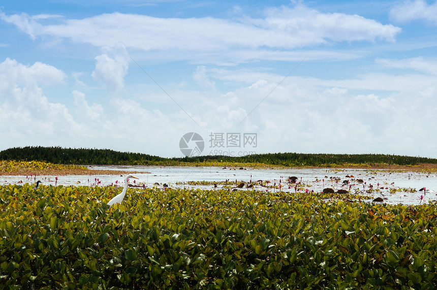 白埃格雷特在Talynoi绿地的海鸟在泰国法塔隆的Songkhla湖中拉马萨湿地保留着Songkhla湖图片