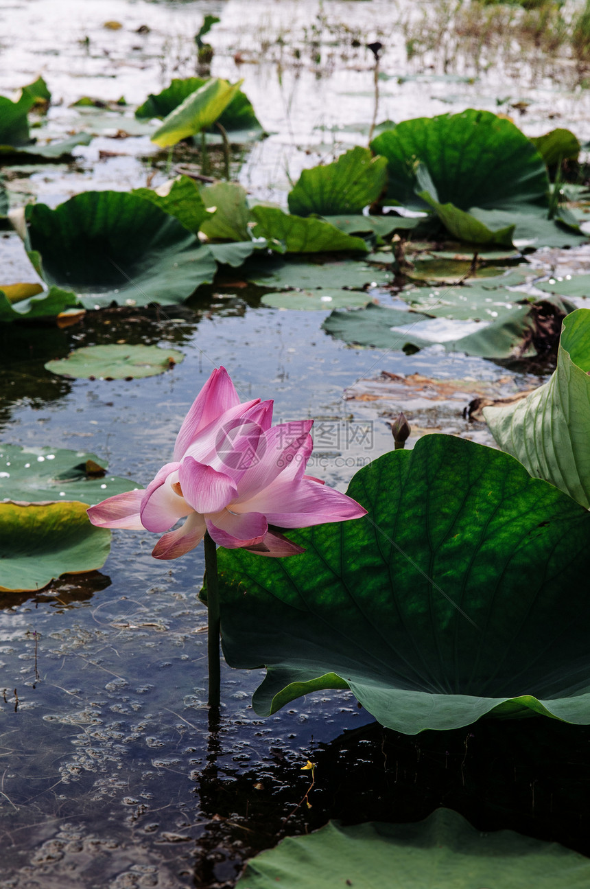 Talynoi禽保留地中的粉红色皇家莲花拉马萨湿地对Songkhla湖的恢复马塔隆泰兰图片