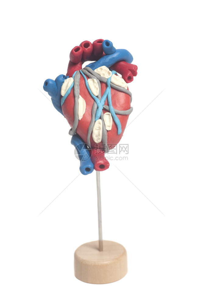 人体心脏解剖分离在白色背景人体心脏解剖图片
