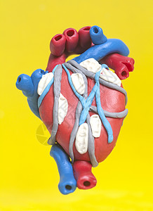 黄色背景下离体心脏解剖人体心脏解剖学图片