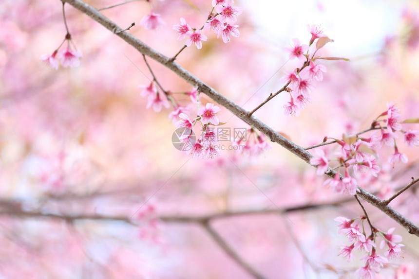 萨库拉樱花图片