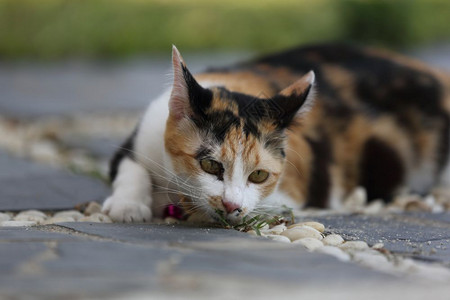 猫咪图片