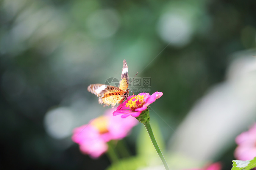 早晨的蝴蝶苍蝇图片