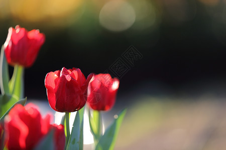 大红色的郁金花背景图片