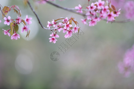 漂亮的粉色樱花背景图片