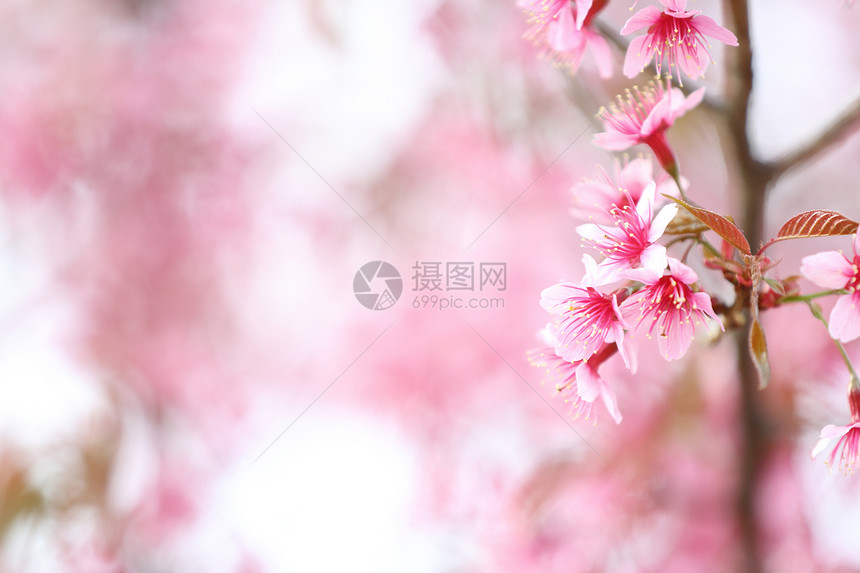 樱花粉红图片