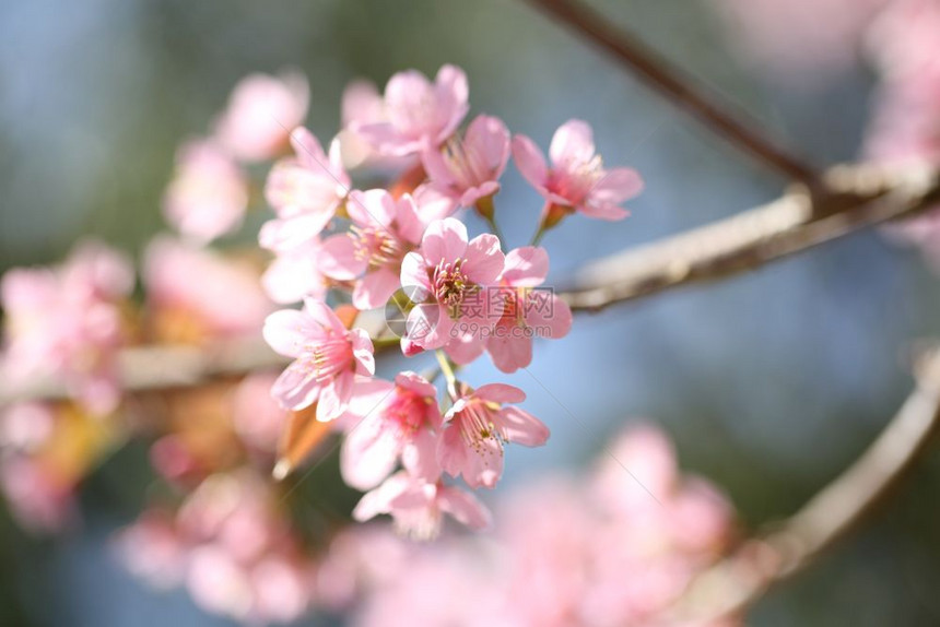 粉色美丽的樱桃花图片