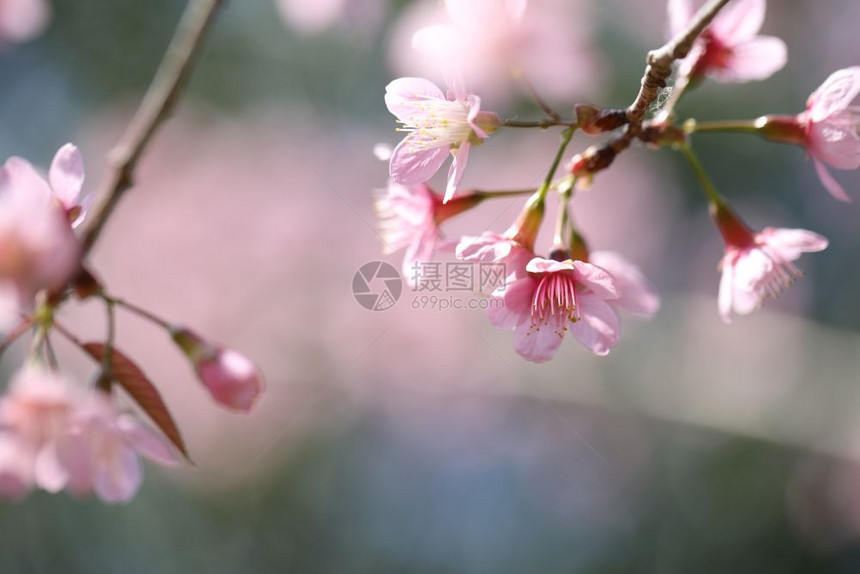 粉色美丽的樱桃花图片