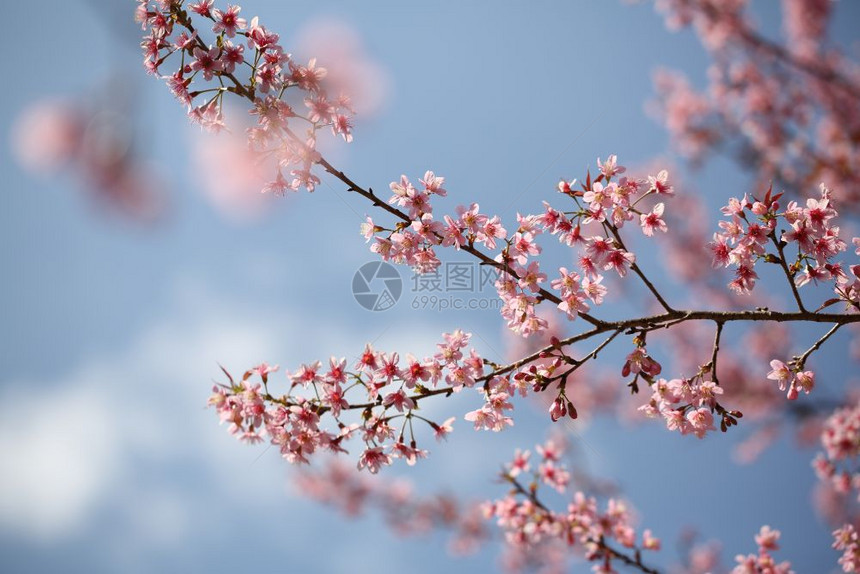 树枝上的樱桃花图片