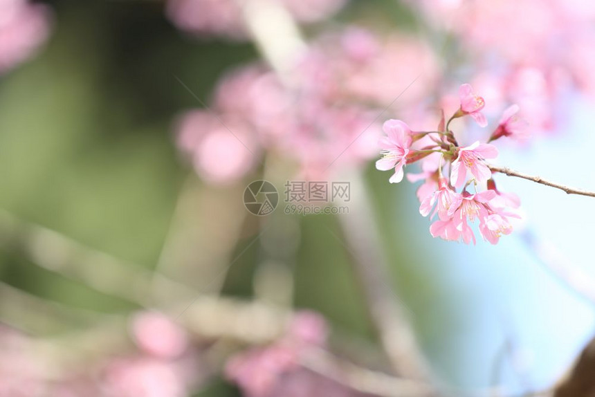 泉水似的粉色樱花图片
