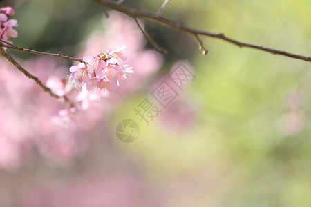 粉色的樱桃花图片