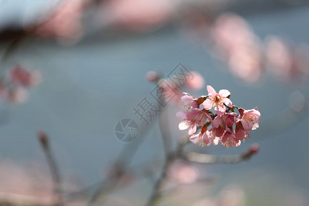 粉色的樱桃花图片