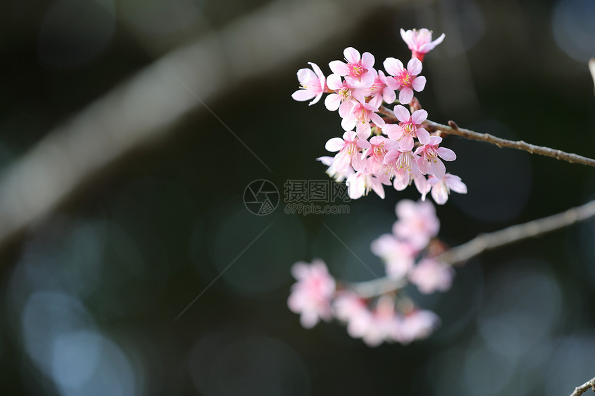 许多小花瓣的樱花图片
