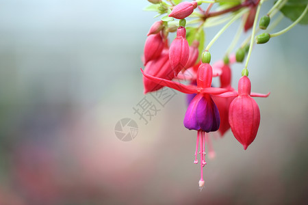 樱花特写樱花如霞高清图片