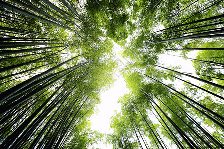 竹林日本在京都高清图片