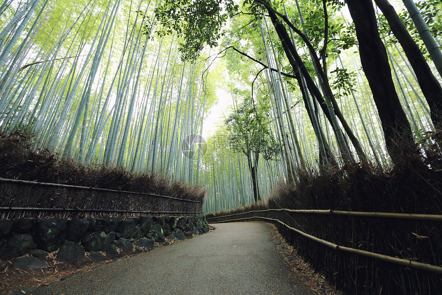 竹林日本在京都图片