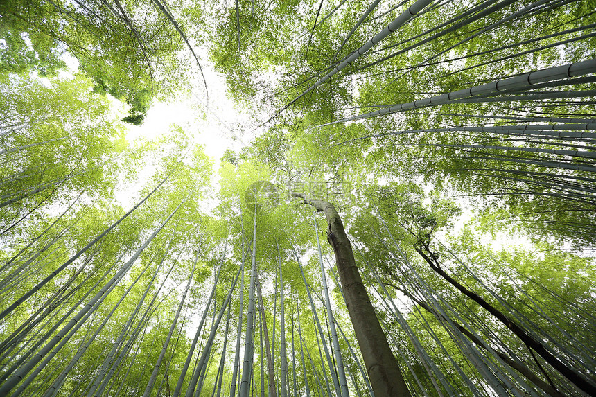 竹林日本在京都图片