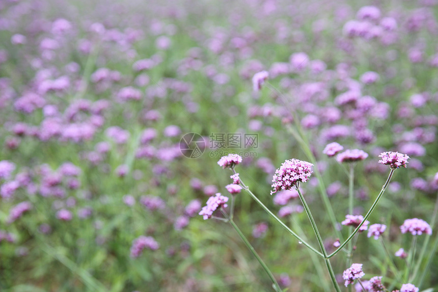 活亲生树苗花田图片