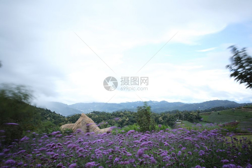 山脊有维贝纳的亲花卉田地吉昂迈泰王国图片