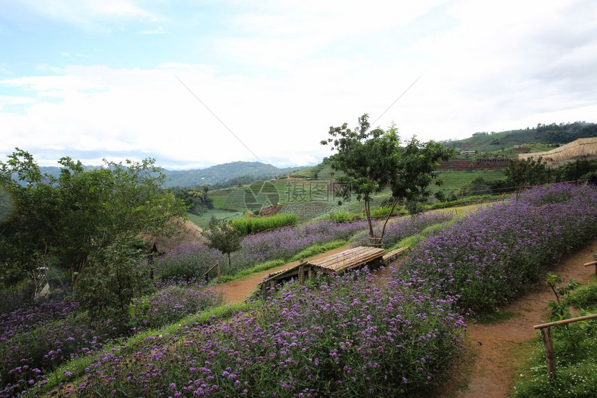 山脊有维贝纳的亲花卉田地吉昂迈泰王国图片