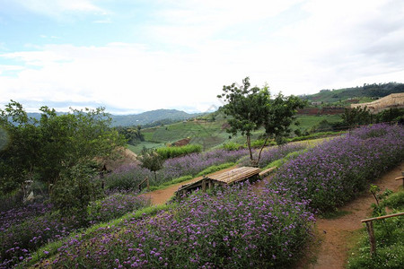 山脊有维贝纳的亲花卉田地吉昂迈泰王国高清图片