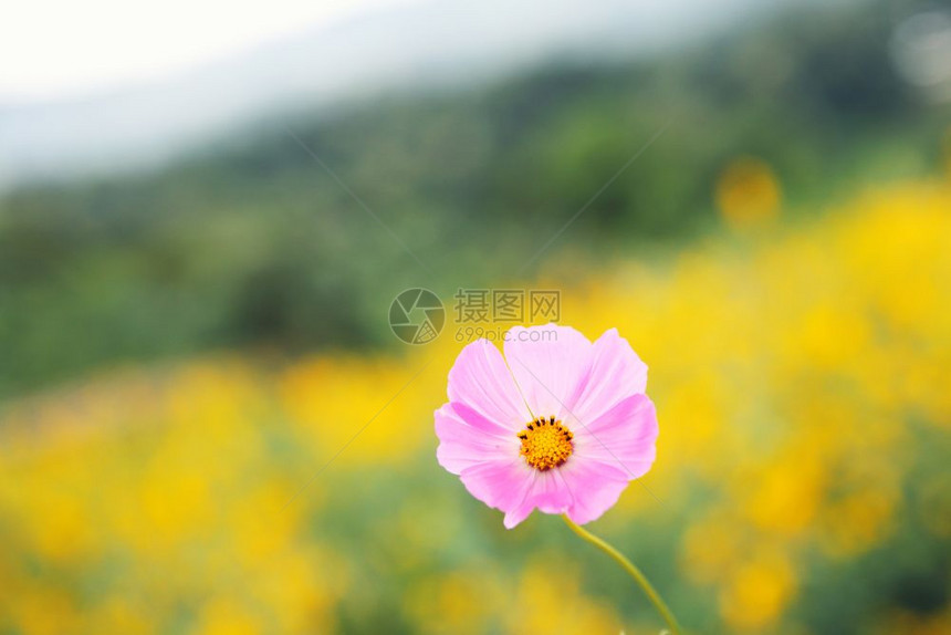 近的粉红宇宙和黄色花朵背景图片