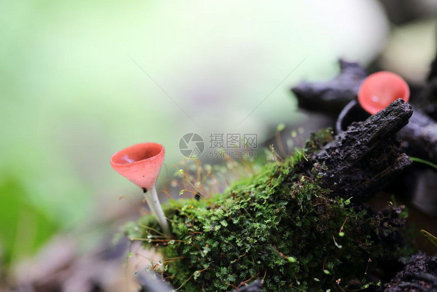 森林里菜豆类真菌图片