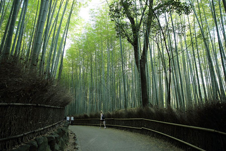 日本京都行道的竹林图片