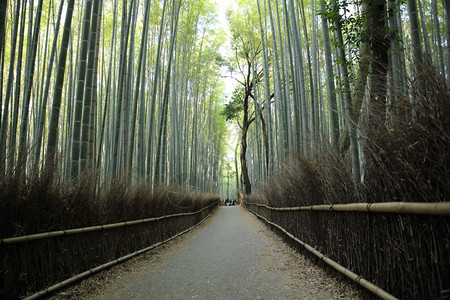 带步行道的竹林园图片